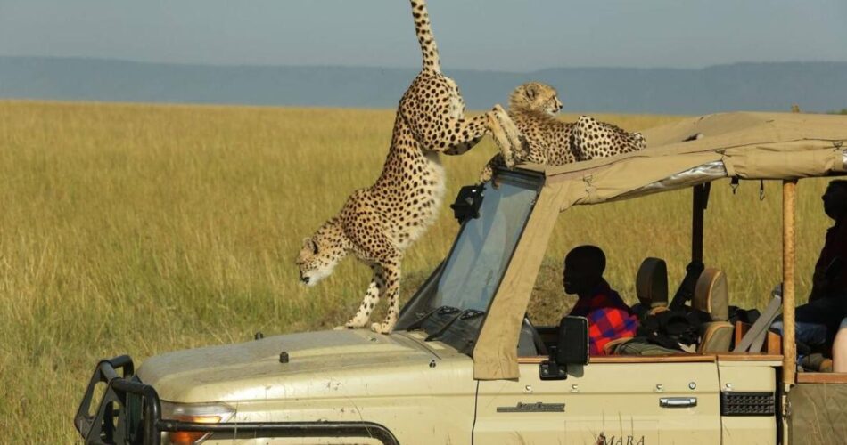 Kenya safari tour